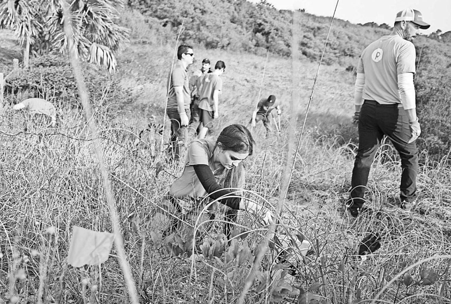 Invasive plants wreak havoc in SC The Ardmoreite